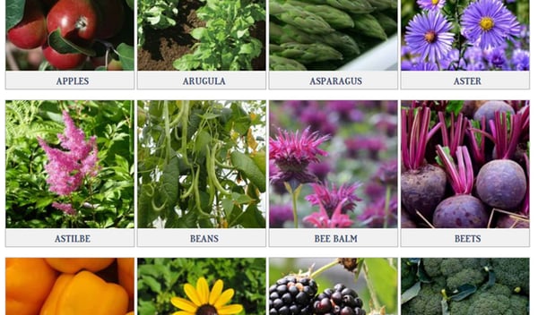 gardening in your back yard