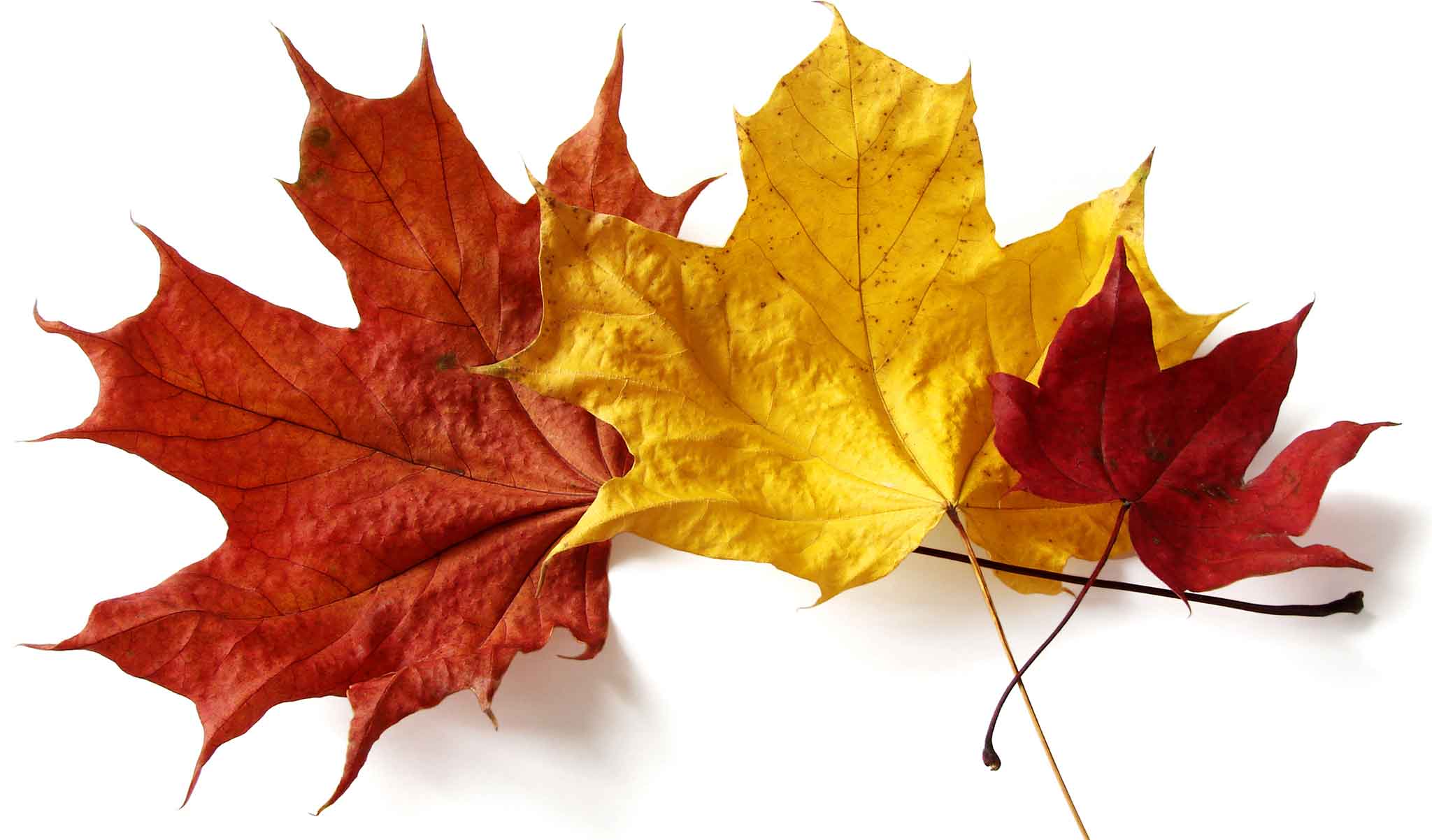 fall-blog-leaves.jpg