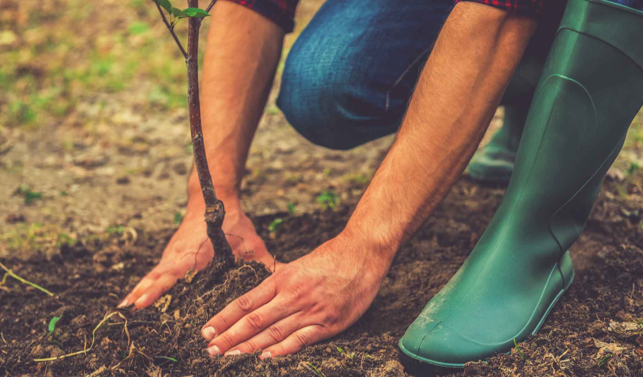 man-planting-tree